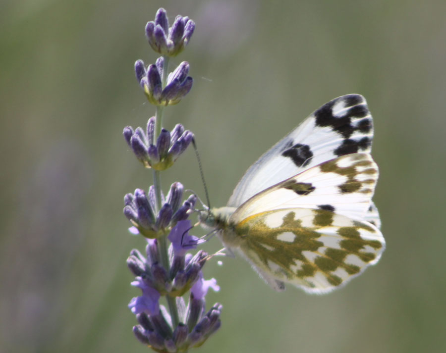 Pontia edusa ?